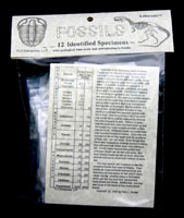 12 Piece Fossil Set - Standard